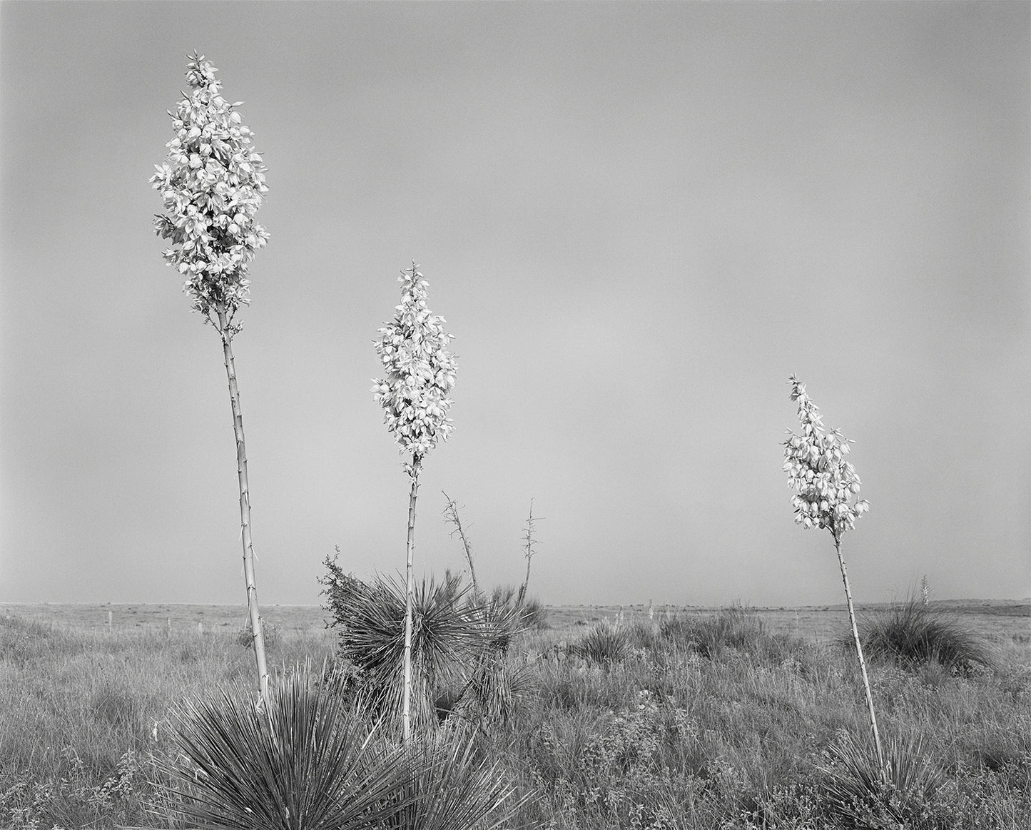 Geneviève Cadieux - Marfa, Trois Fleurs Blanches 2015 - Encadrée
