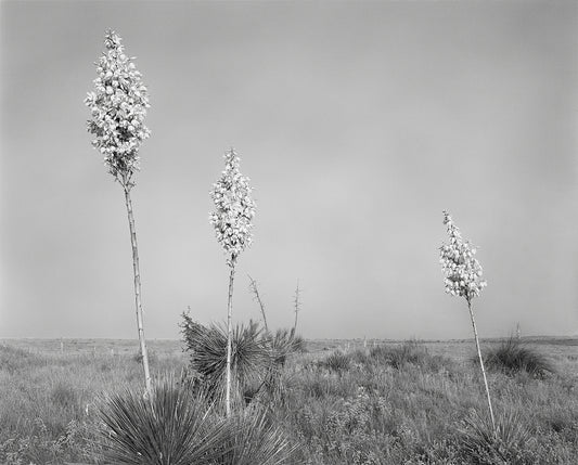 Geneviève Cadieux - Marfa, Trois Fleurs Blanches 2015 - Encadrée